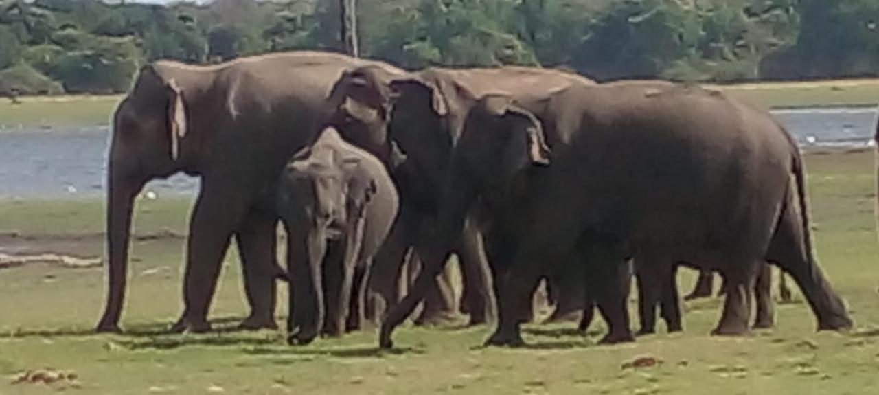 Kithmi Resort Polonnaruwa Eksteriør bilde