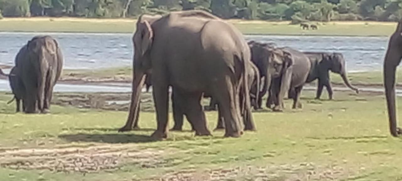Kithmi Resort Polonnaruwa Eksteriør bilde